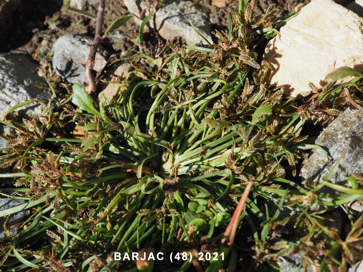 Cyperus, Brown plant